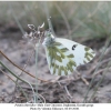 pontia chloridice male1